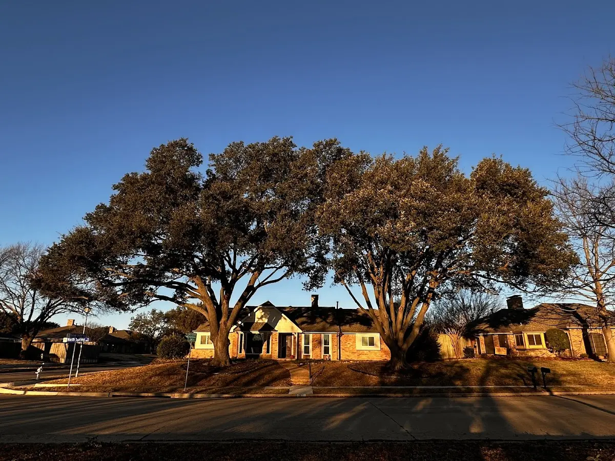 Established residential canopy tree shading a home in Riceville